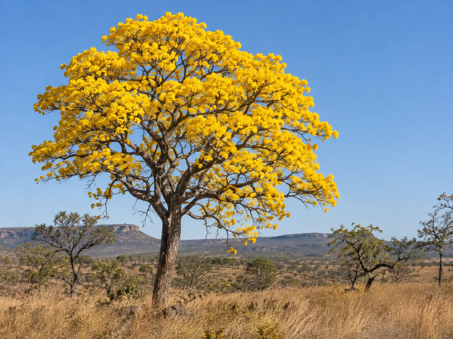 Imagem ilustrativa de Ipê-amarelo